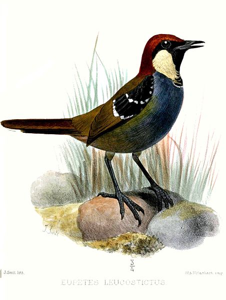 Ptilorrhoa leucosticta