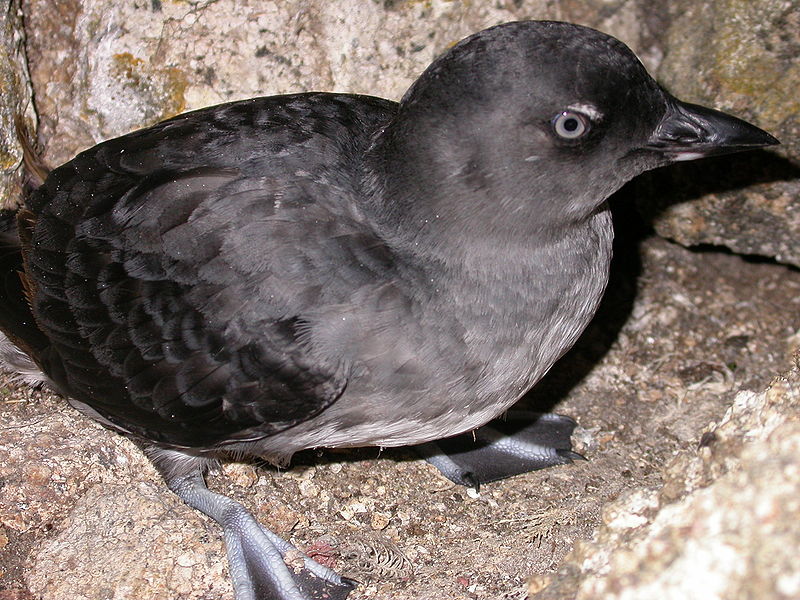Ptychoramphus aleuticus