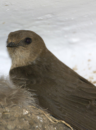 Ptyonoprogne concolor