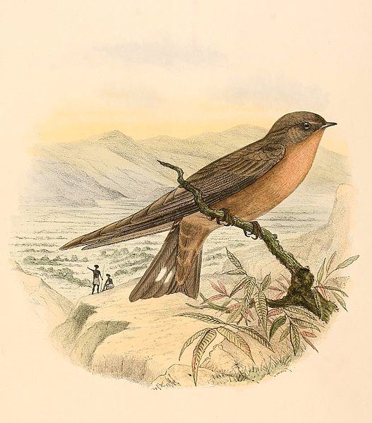 Ptyonoprogne fuligula