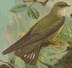 Ptyonoprogne rupestris