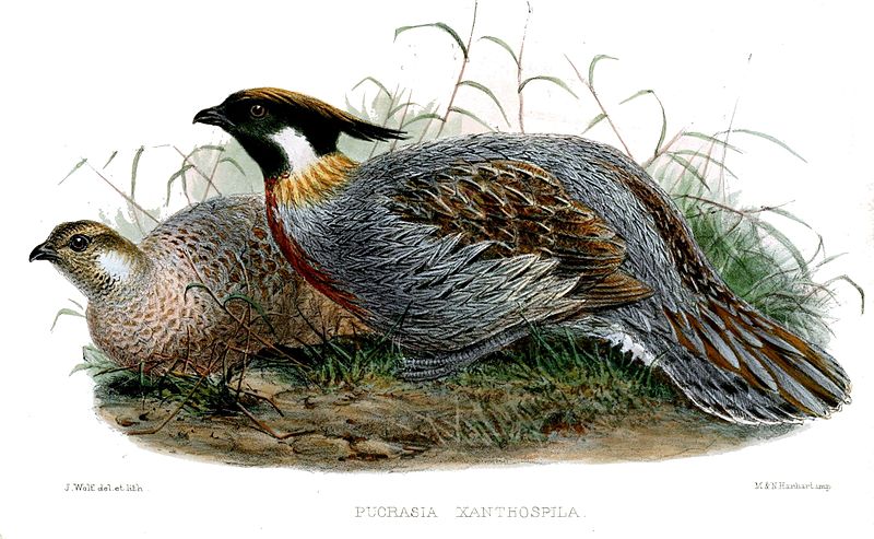 Pucrasia macrolopha