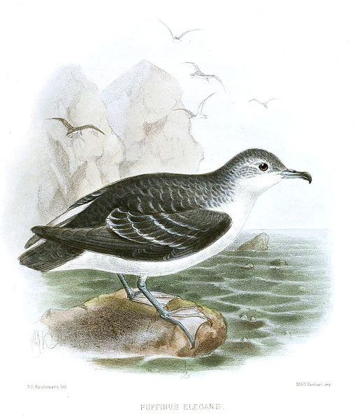 Puffinus assimilis