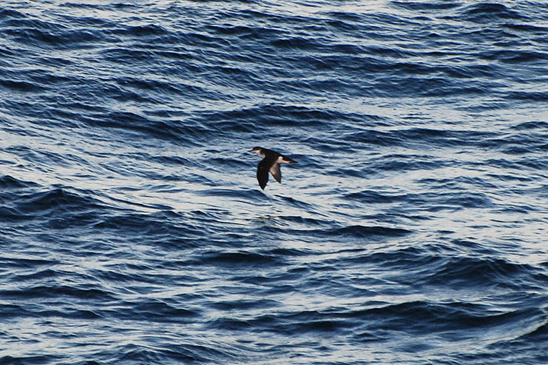 Puffinus auricularis