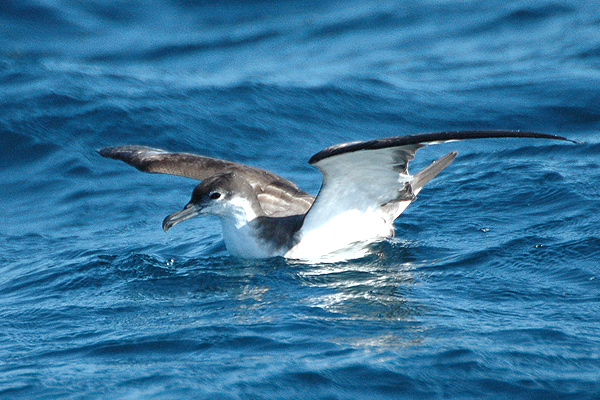 Puffinus bulleri