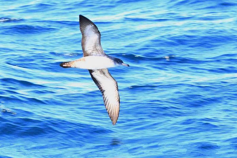 Puffinus creatopus