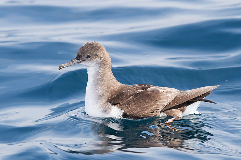 Puffinus gavia