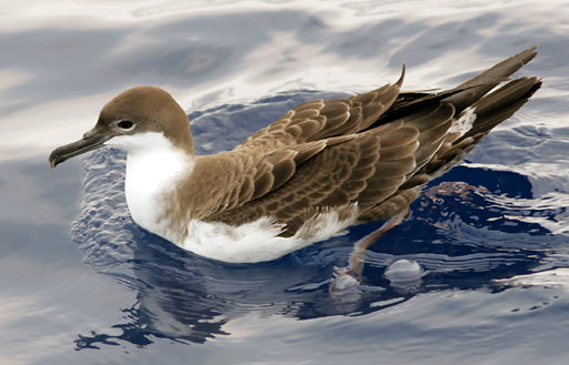Puffinus gravis