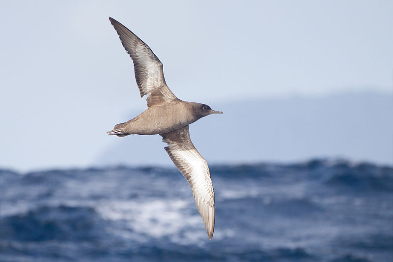 Puffinus griseus