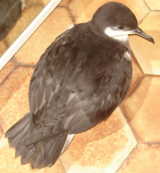 Puffinus lherminieri