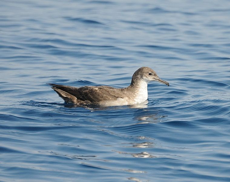 Puffinus mauretanicus