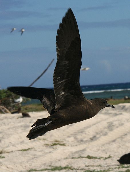 Puffinus nativitatis