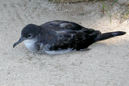 Puffinus pacificus