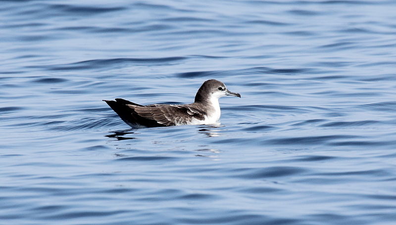 Puffinus subalaris