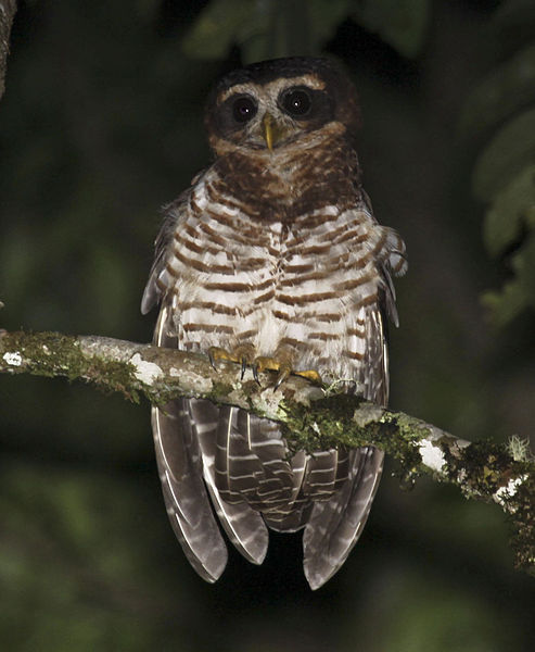 Pulsatrix melanota
