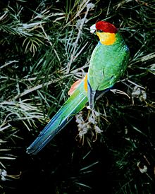 Purpureicephalus spurius