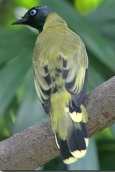Pycnonotus atriceps