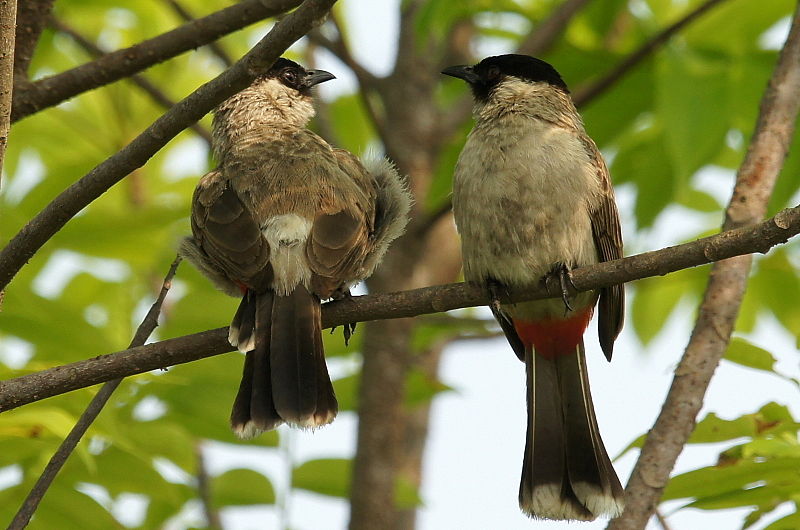 Pycnonotus aurigaster