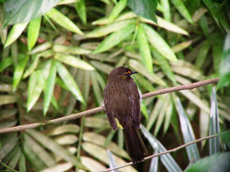 Pycnonotus bimaculatus