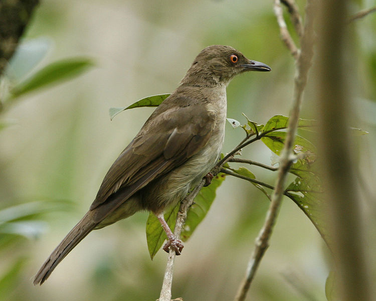 Pycnonotus brunneus