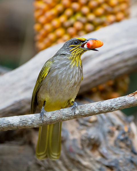 Pycnonotus finlaysoni
