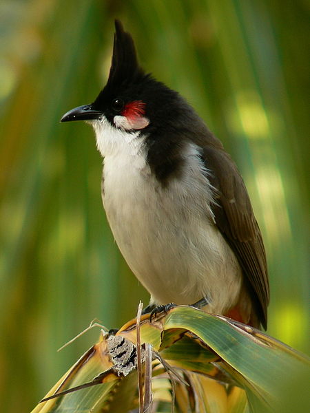 Pycnonotus jocosus