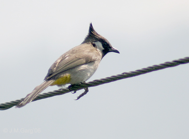 Pycnonotus leucogenys