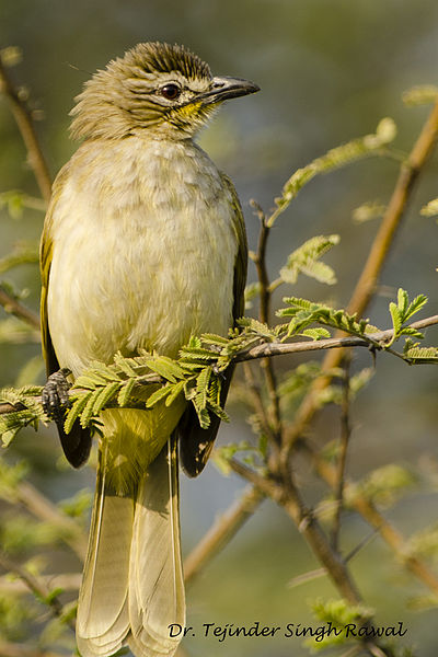 Pycnonotus luteolus