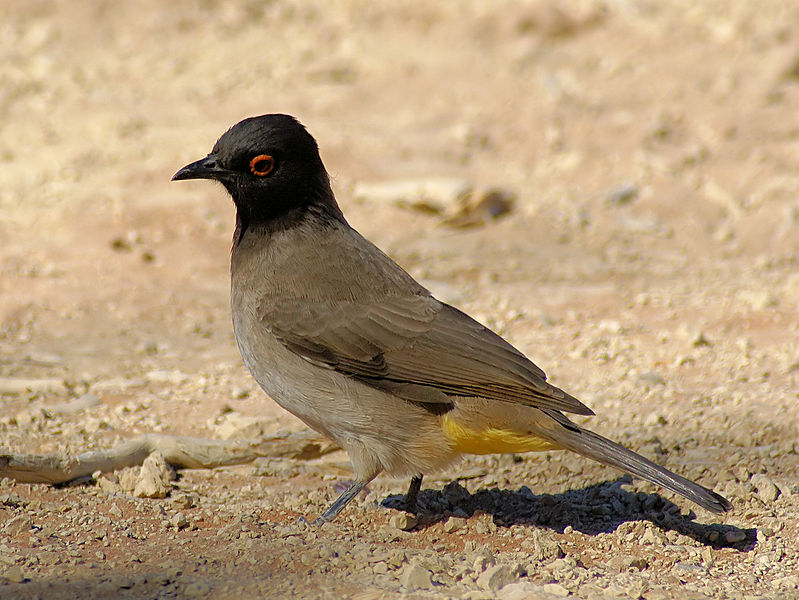 Pycnonotus nigricans