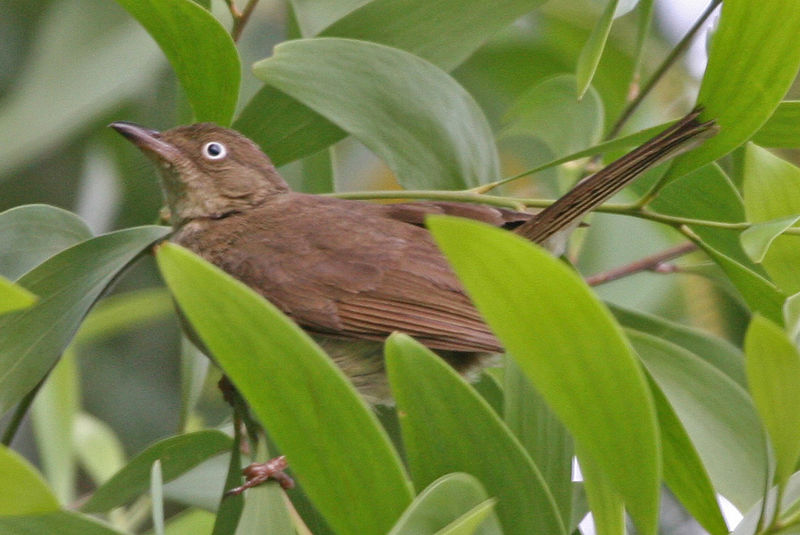 Pycnonotus simplex