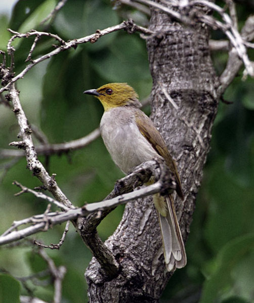 Pycnonotus xantholaemus
