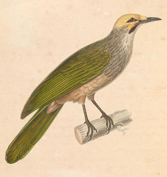 Pycnonotus zeylanicus