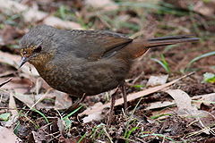 Pycnoptilus floccosus