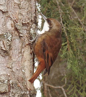 Pygarrhichas albogularis
