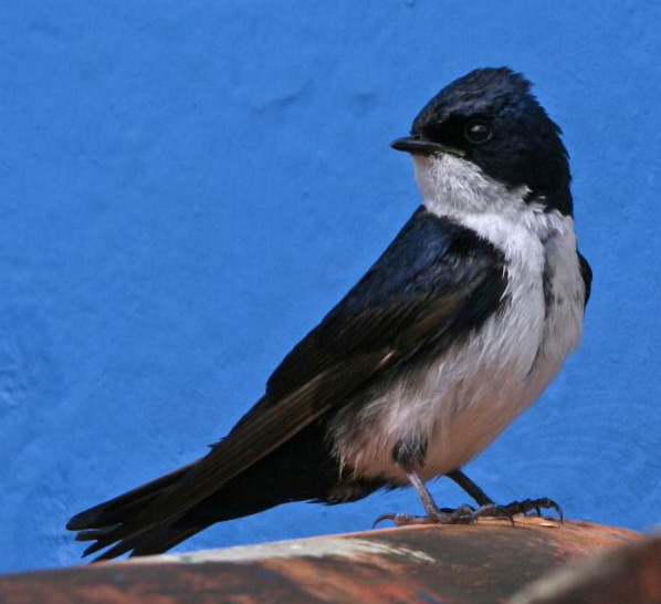 Pygochelidon cyanoleuca