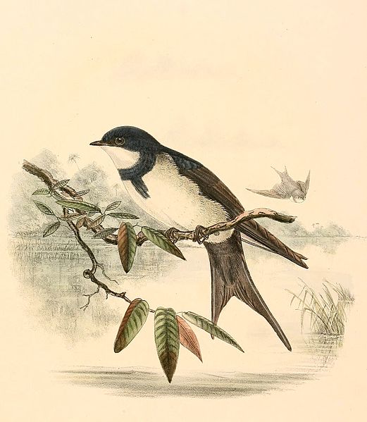 Pygochelidon melanoleuca