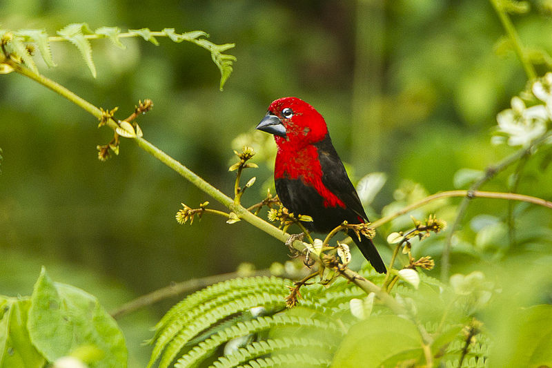 Pyrenestes ostrinus