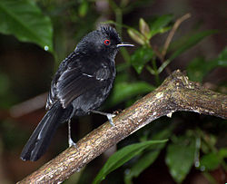 Pyriglena leucoptera