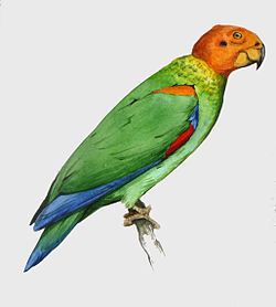 Pyrilia aurantiocephala