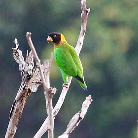 Pyrilia caica