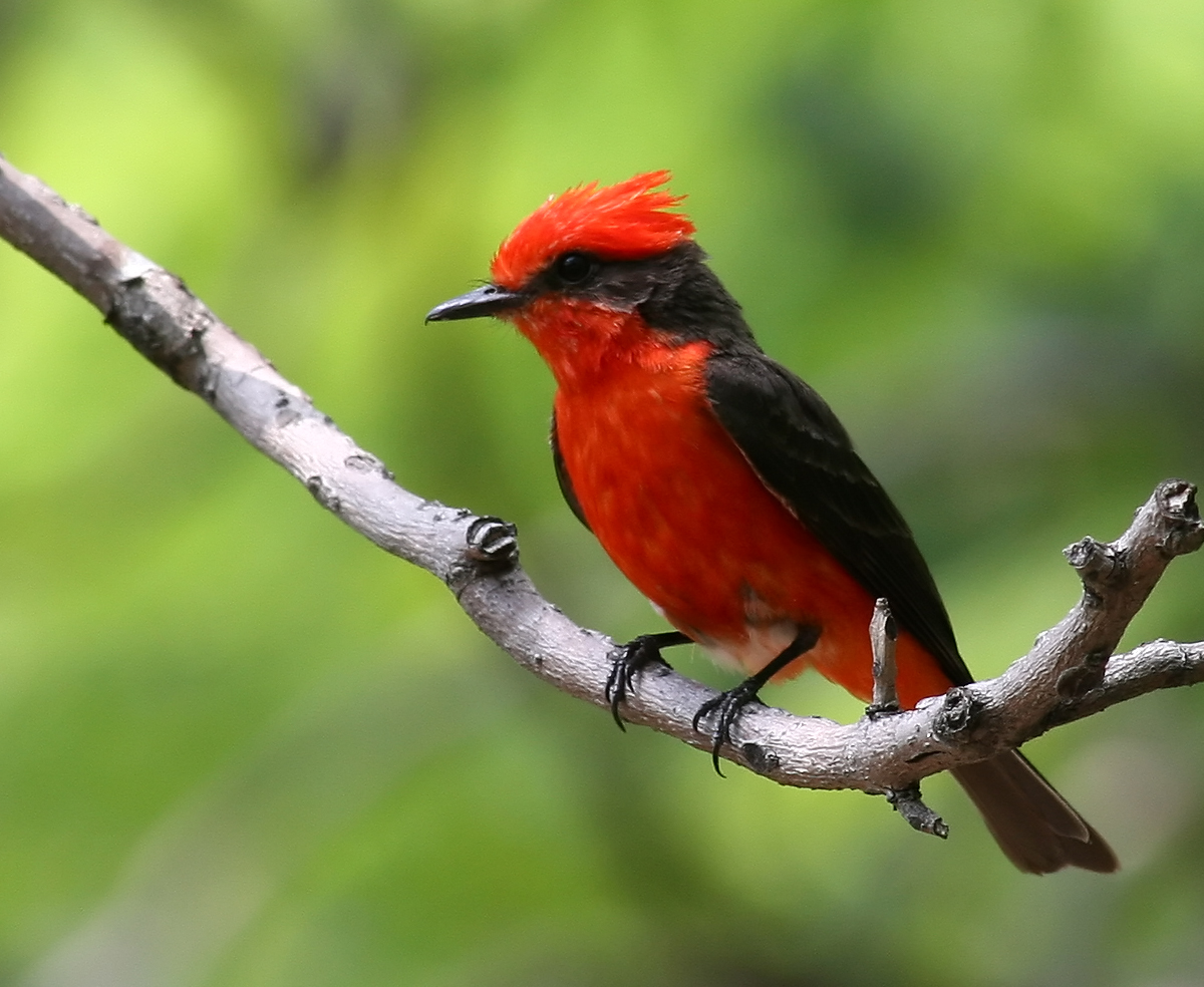 Pyrocephalus rubinus