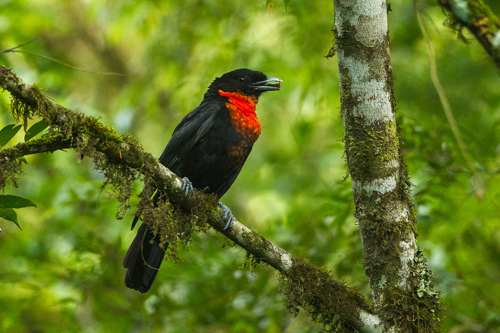 Pyroderus scutatus