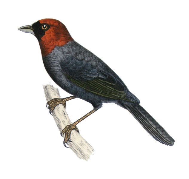 Pyrrhocoma ruficeps