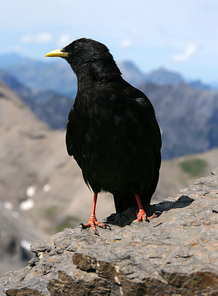 Pyrrhocorax graculus