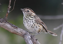 Pyrrholaemus sagittatus
