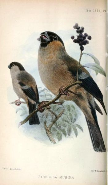 Pyrrhula murina
