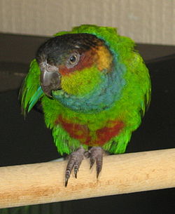 Pyrrhura cruentata