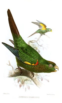 Pyrrhura egregia
