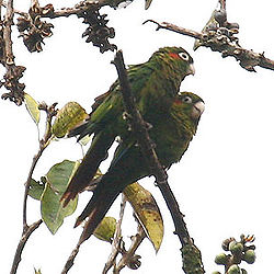 Pyrrhura hoffmanni