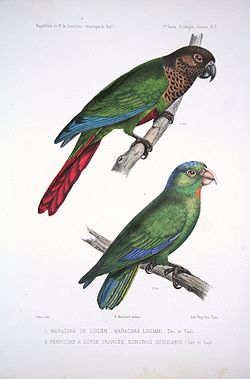 Pyrrhura lucianii
